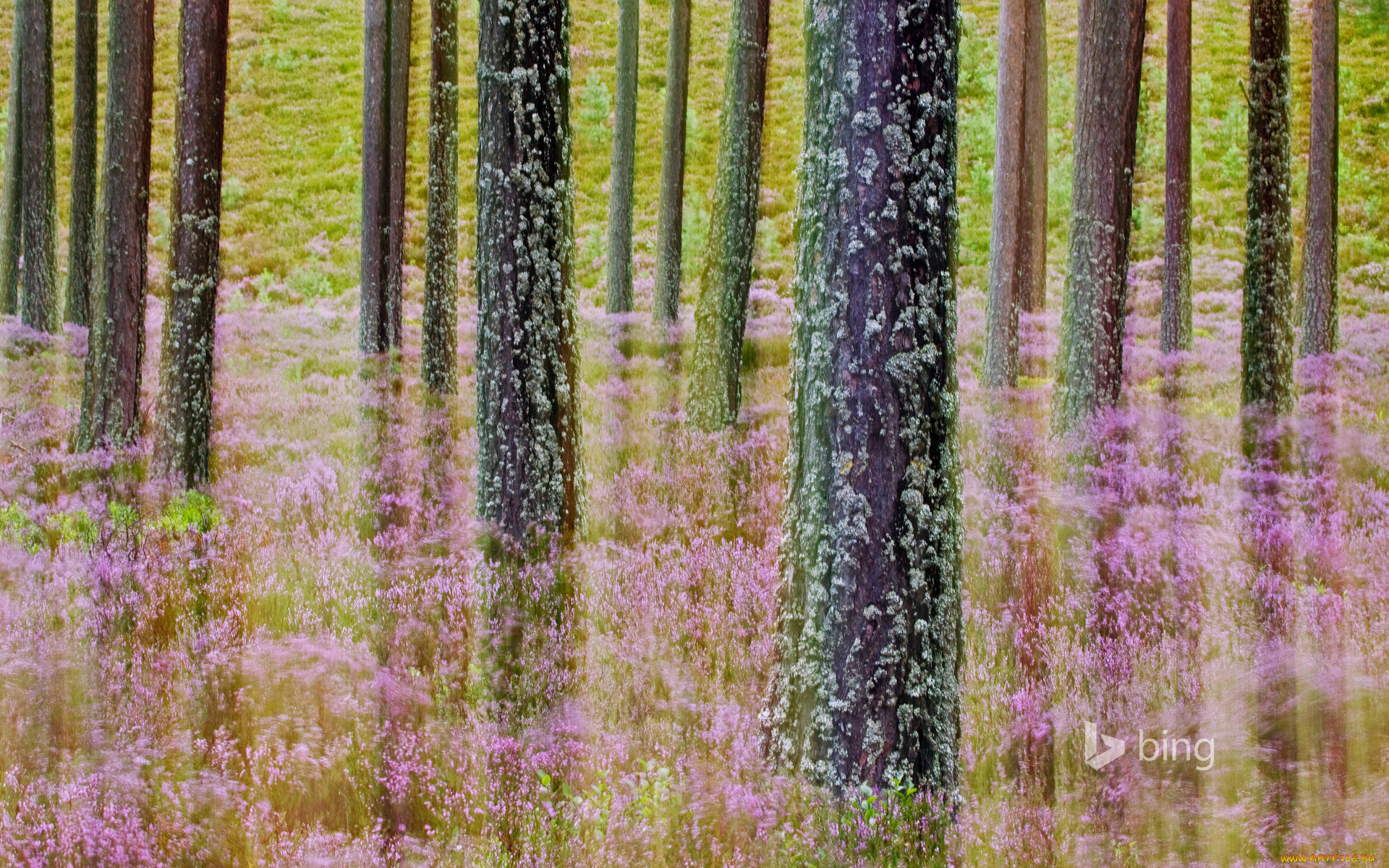 , , , , , , cairngorms, national, park